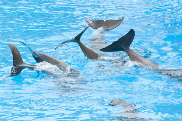 Delfiny pływanie — Zdjęcie stockowe