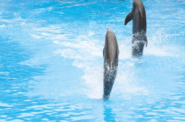 Dolphins swimming — Stock Photo, Image