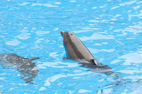 Delfine schwimmen — Stockfoto