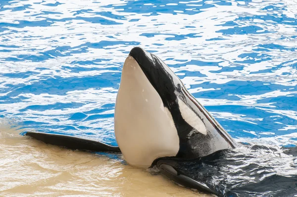 Natação orca — Fotografia de Stock