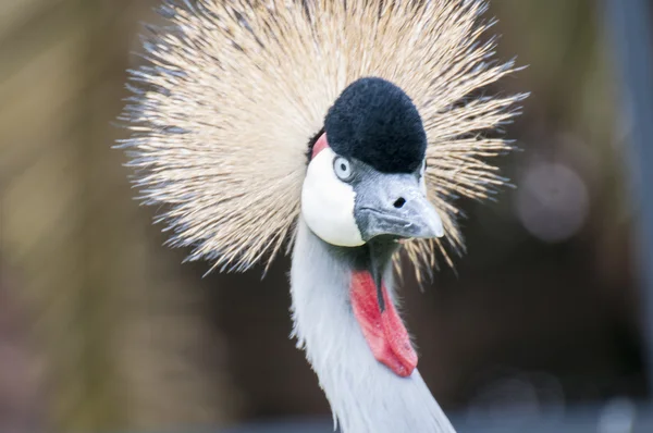 Le plus grand oiseau tropical — Photo