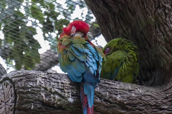 Papagaios em sua selva — Fotografia de Stock