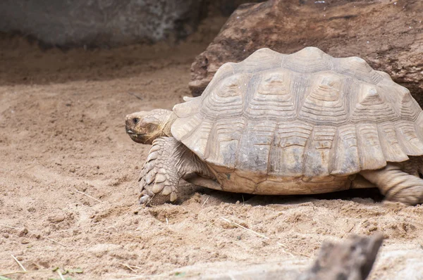 Zeer grote en zeer zware schildpad — Stockfoto