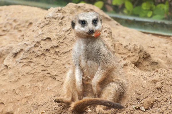 Meerkat habitat — Stock Photo, Image