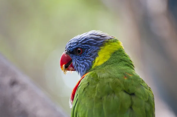 Papegaaien in hun jungle — Stockfoto