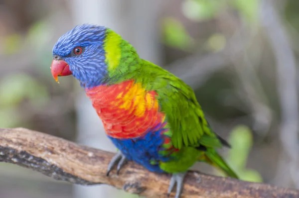 Papegaaien in hun jungle — Stockfoto