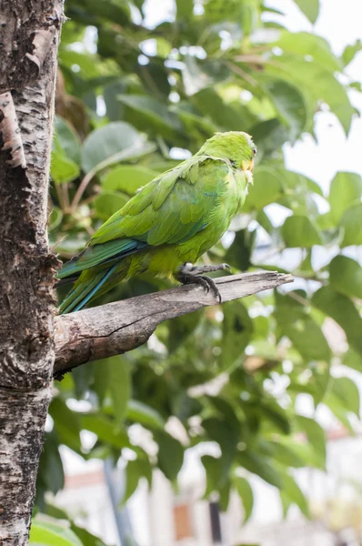 Papagaios em sua selva — Fotografia de Stock