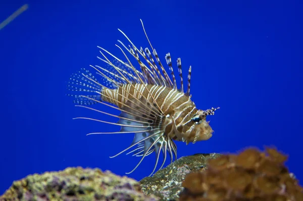 Tropische vissen zwemmen — Stockfoto