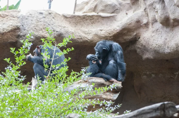 Family of monkeys — Stock Photo, Image