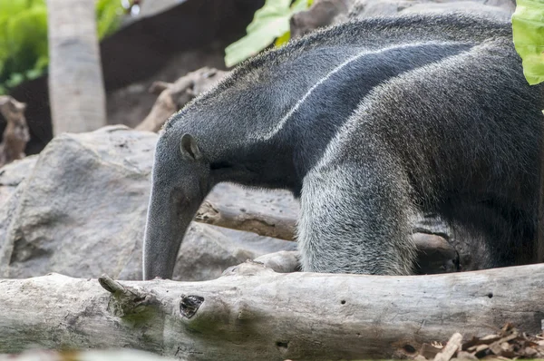 Anteater — Stockfoto