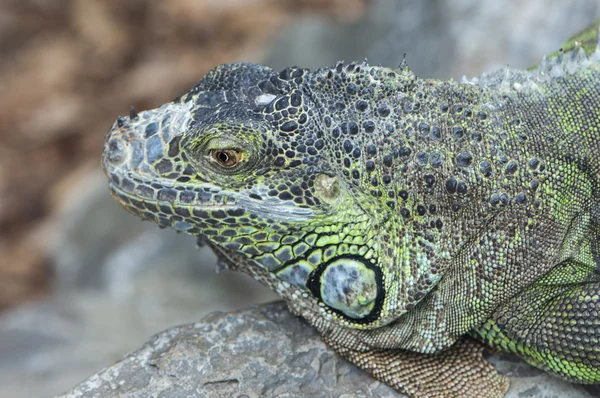 Iguana verde —  Fotos de Stock