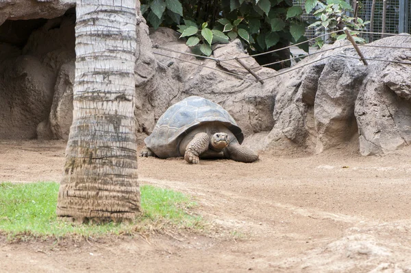 Zeer oude schildpad — Stockfoto