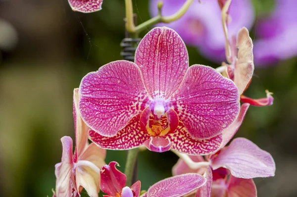 Bunte Orchideen — Stockfoto