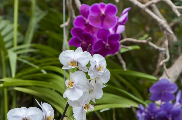 Bunte Orchideen — Stockfoto