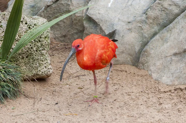 Red Heron — Stock Photo, Image