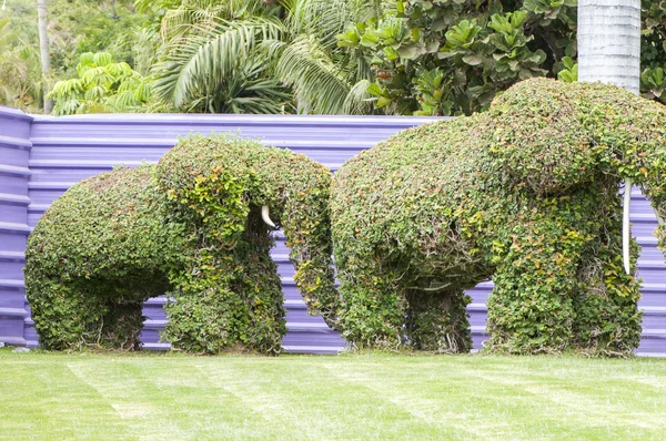 Éléphants fabriqués avec les plantes — Photo