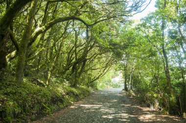 Gomera yemyeşil orman 