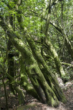 Gomera yemyeşil orman 