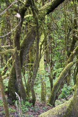 Gomera yemyeşil orman 