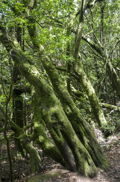 Gomera yemyeşil orman 