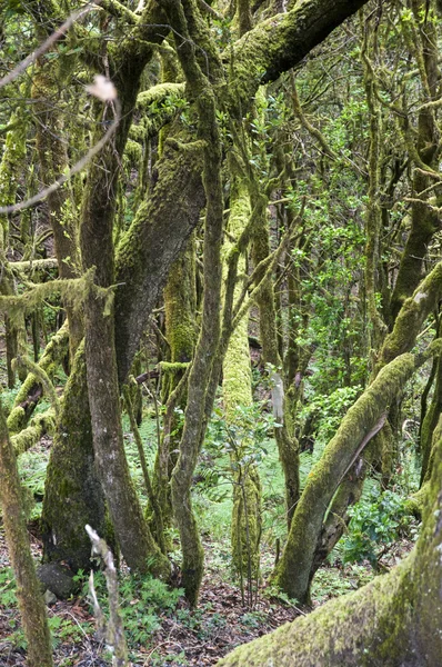 Gomera yemyeşil orman 