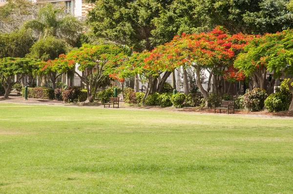 Bardzo duży ogród na wyspie la gomera — Zdjęcie stockowe