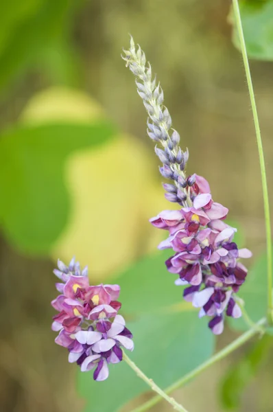 Kleurrijke bloemen — Stockfoto