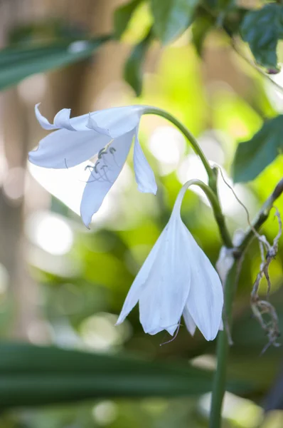 Kleurrijke bloemen — Stockfoto