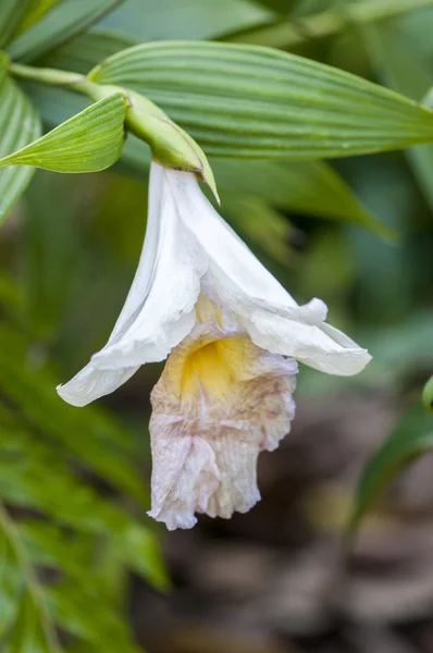 Kleurrijke bloemen — Stockfoto