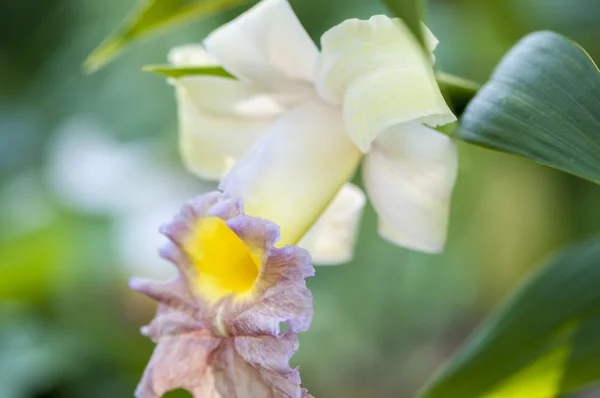 Bunte Blumen — Stockfoto