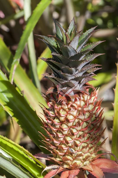 Piña del suelo —  Fotos de Stock