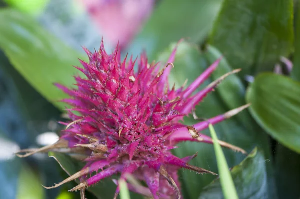 色とりどりの花が — ストック写真