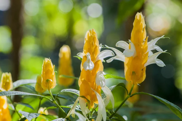 Kleurrijke bloemen — Stockfoto