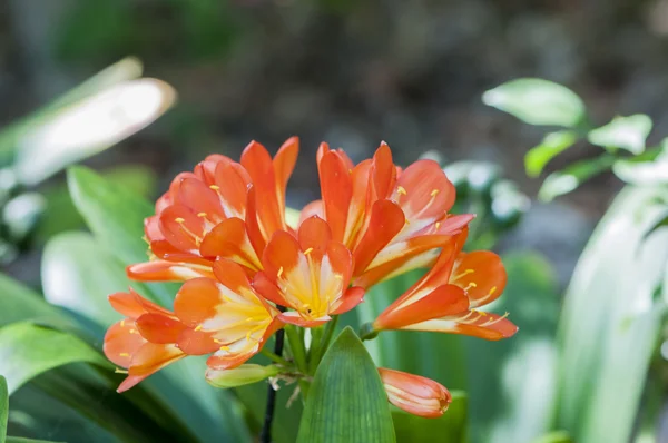 Färgglada blommor — Stockfoto