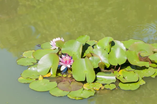 色とりどりの花が — ストック写真