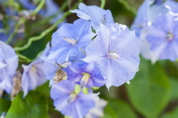 Flores coloridas — Fotografia de Stock