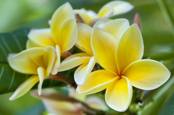 Colorful flowers — Stock Photo, Image