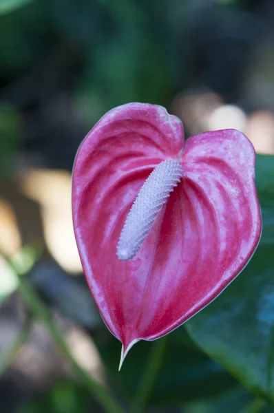 Bunte Blumen — Stockfoto