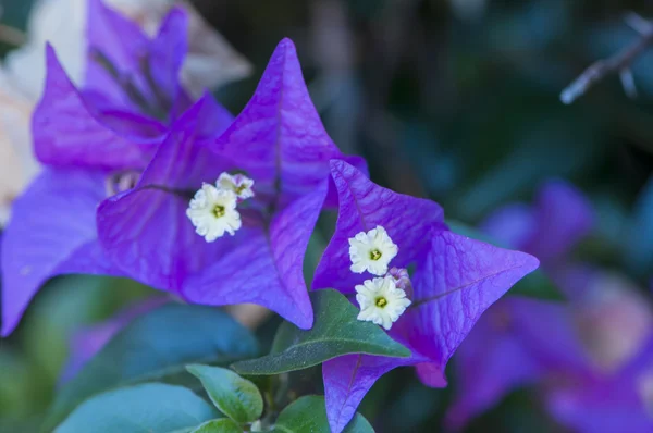 Kleurrijke bloemen — Stockfoto