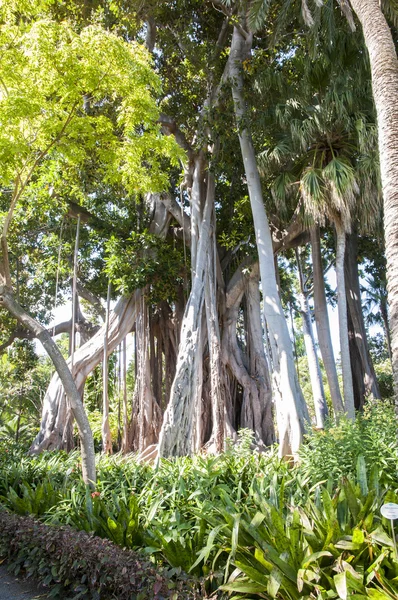 Lange bomen — Stockfoto