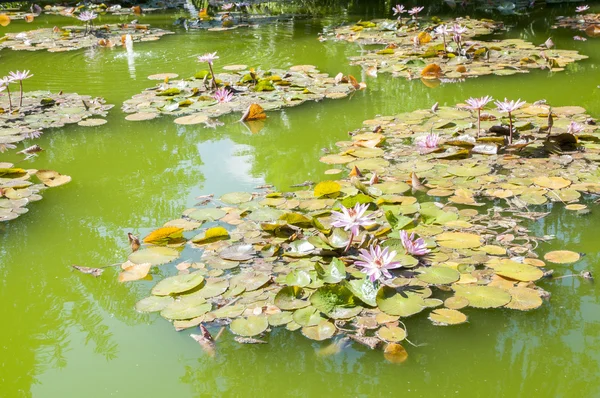 화려 한 꽃들 — 스톡 사진