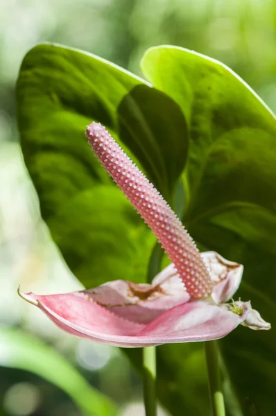 Flores de colores —  Fotos de Stock