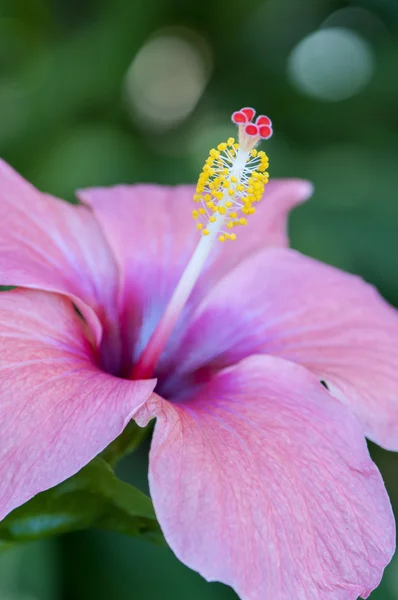 Bunte Blumen — Stockfoto