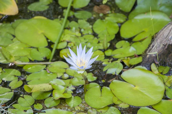 五彩缤纷的花 — 图库照片