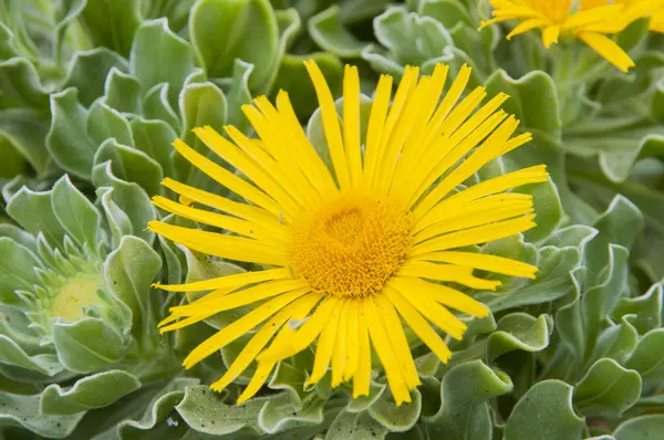 Flor amarilla — Foto de Stock