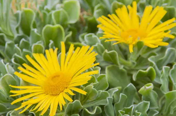 Gele bloem — Stockfoto