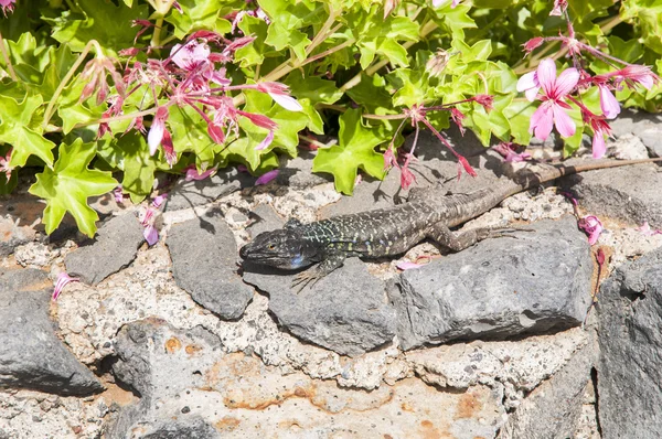 Lagarto canário a aquecer — Fotografia de Stock