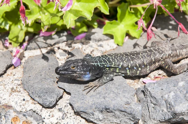 Lagarto canário a aquecer — Fotografia de Stock