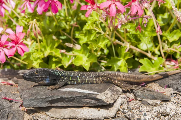 Lagarto canário — Fotografia de Stock