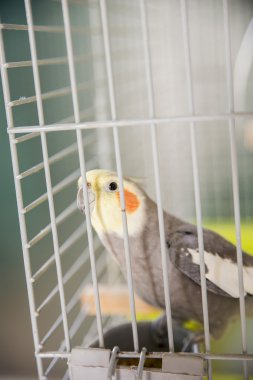 sarı renkli su perisi 